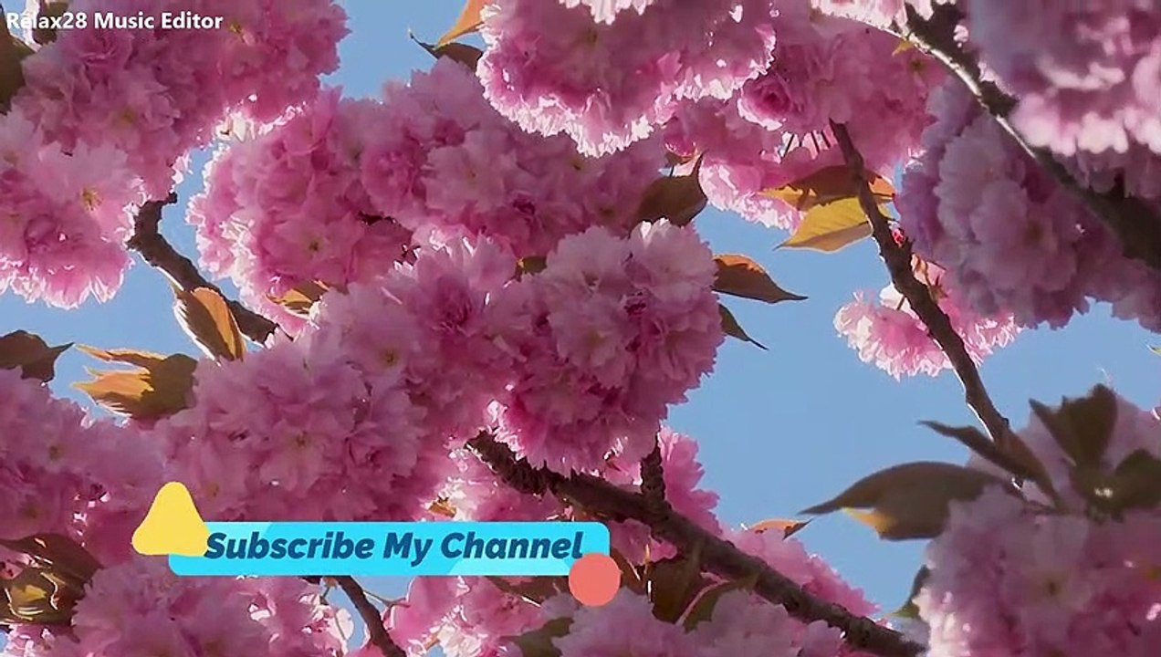 Beautiful Spring Flowers, With birds sounds trees dressed in pink blossoms,