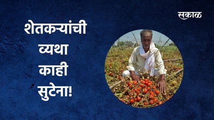 Farmers In Trouble | शेतकऱ्यांची व्यथा काही सुटेना! पाहा टोमॅटो उत्पादकांचं हे आंदोलन