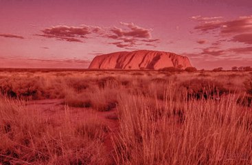 مزارع أغنام أسترالي يستخدم حيواناته لتعزية عمته المتوفاة.. كيف صنعها