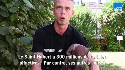 Découvrez Hagrid, le nouveau chien de la gendarmerie de Dordogne