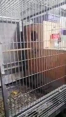 efsane konuşan jago papağan