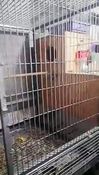 efsane konuşan jago papağan