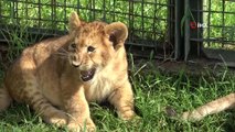Hayvanat bahçesinin yeni maskotu yavru aslanlar