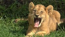 Hayvanat bahçesinin yeni maskotu yavru aslanlar