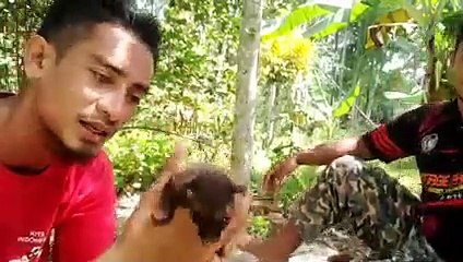 main main di hutan sambil pikat burung