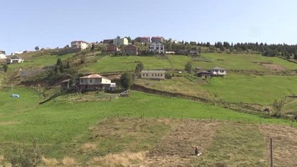 Karadeniz yaylalarında kadınlar kışa hazırlık için çayır biçiyor