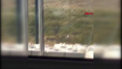 Eşeğe tecavüz etmeye kalkıştığı iddia edilen şoförü sopalarla dövdüler! O anlar cep telefonu kamerasına yansıdı