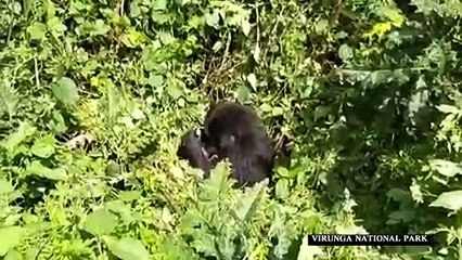 ولادة غوريلا جبلية في حديقة فيرونغا الوطنية في الكونغو الديموقراطية