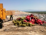 Antalya'da 4 ton kaçak midye ele geçirildi