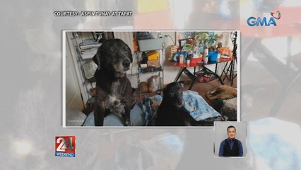 Mga senior dog nang sina Kris at Cory, pamilya ang turing ng kanilang fur mom | 24 Oras Weekend