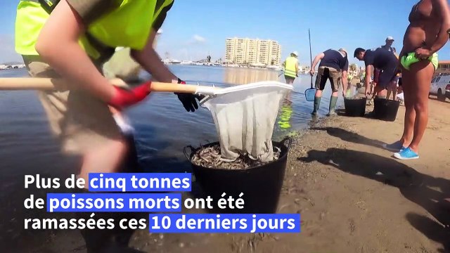 Espagne: asphyxiée par les nitrates, la mer Mineure recrache des milliers de poissons morts