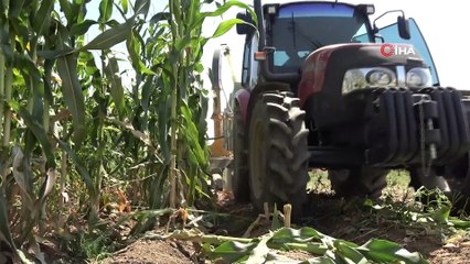 Muş'ta silajlık mısır hasadına başlandı