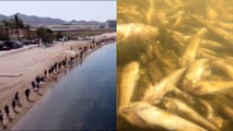 En Espagne, une chaîne humaine pour dénoncer la mort de millions de poissons