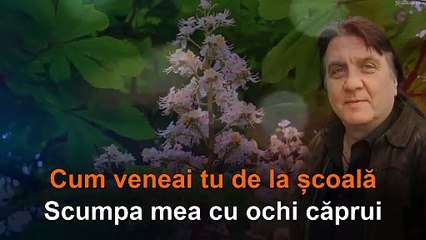 Ricu Vodă: "Bătrânul castan". Karaoke