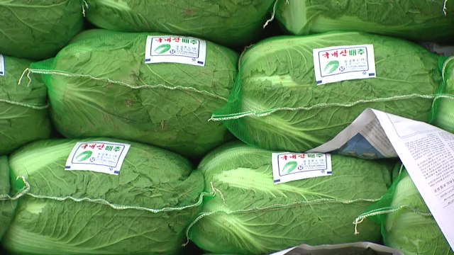 버리는 배추가 더 많아요 ...병충해 확산에 소비 위축 '이중고' / YTN