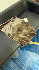 Baby Cats - Cute and Funny Baby Cat Videos Compilation #shorts