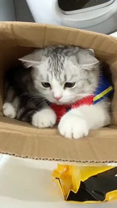 Baby Cats - Cute and Funny Baby Cat Videos Compilation #shorts