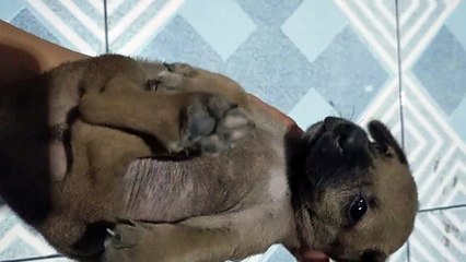 cute small Puppy