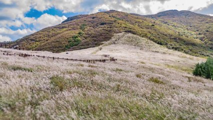 [울산] 태화강·영남알프스, '세계생물권 보존지역' 지정 추진 / YTN