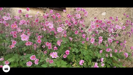 Samedi 28aout rando musicale a Montigny le guesdier 17km belle journée  organisée parl association patrimoine et culture de la Bassée