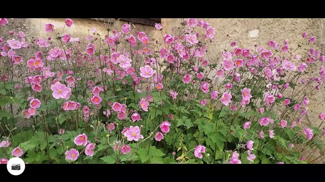 Samedi 28aout rando musicale a Montigny le guesdier 17km belle journée organisée parl association patrimoine et culture de la Bassée