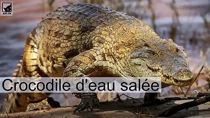 Les 7 animaux les plus dangereux du monde