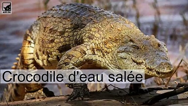 Les 7 animaux les plus dangereux du monde