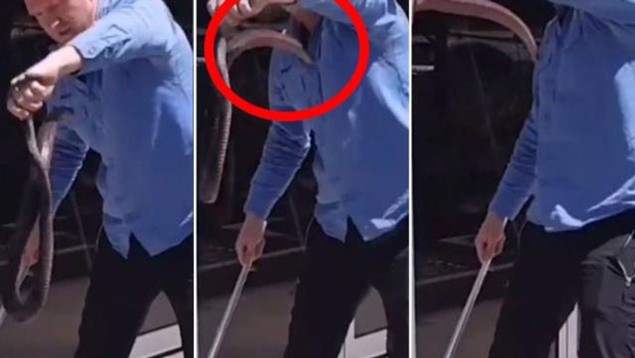 Yılan avcısı az daha av oluyordu! Kırmızı karınlı zehirli yılan yüzüne saldırdı