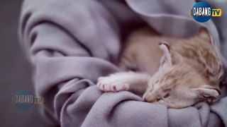 Cute & funny Cat - Amazing cats Videos