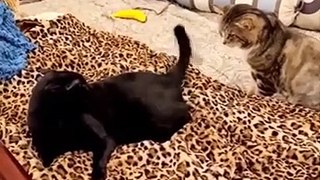 Try not to laugh Funny Cat Videos 2021
