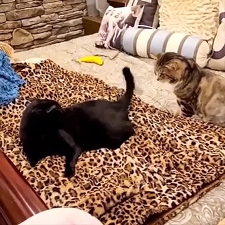 Try not to laugh Funny Cat Videos 2021