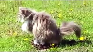 Funny Cats Compilation - Best Funny Cat Videos