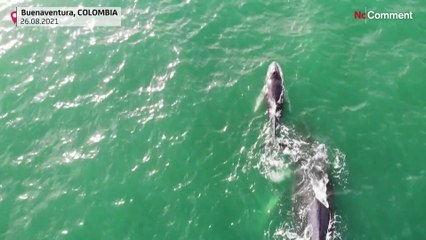 Des baleines à bosse filmées près de la côte colombienne où elles convergent pour s'accoupler