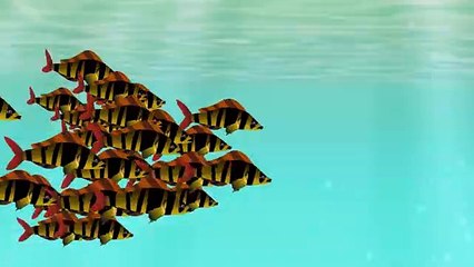 Wild Kratts Brothers Swim With The Fish NATURE