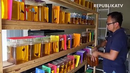 Ikan Cupang Indonesia Juara Dunia di AS