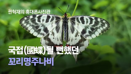 국가의 나비 '국접' 될 뻔했다, 꼬리명주나비의 예쁜 맵시 [권혁재 핸드폰사진관]