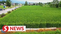 Giant hybrid rice grows well in China's Chongqing