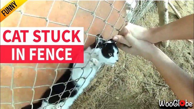 ''Humanity is Alive!' Cat Caught in Fence Rescued by a Kindhearted Man '