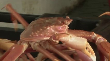 Fenêtre sur les Outre-mer - Saint-Pierre-et-Miquelon : la pêche au crabe des neiges 