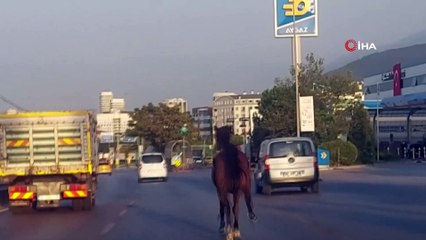 Bursa’da başıboş at ana yolda trafiği altüst etti