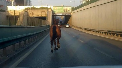 Bursa'da başıboş at ana yolda trafiği altüst etti
