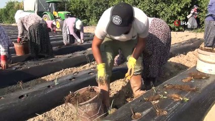Silifke’de çilek fideleri toprakla buluşuyor