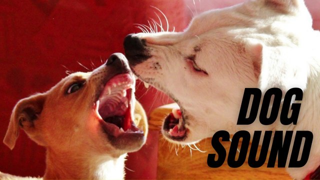 Barking Dog Sound Effect Loud | Dog Sounds Angry | Kingdom Of Awais