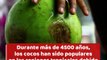 Algunos de los increíbles beneficios de los cocos