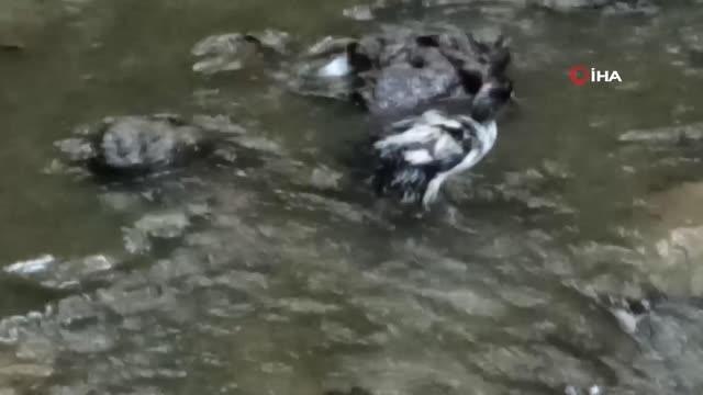 Sıcaktan bunalanlar Sudüşen şelalesinde serinliyor