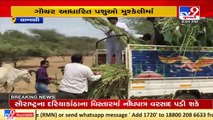 Amid fear of drought, several individuals adopt cattle in Banaskantha _ TV9News