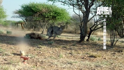 Life At the Extremes - The Hottest Desert @ 地球的自然奇观