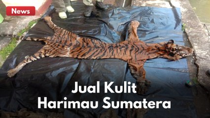 BTS DITANGKAP TIM GABUNGAN !! KARENA PERDAGANGKAN KULIT HARIMAU SUMATERA !!