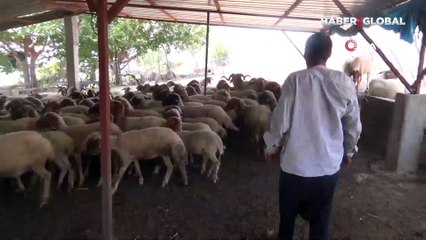 Yorulan koyununu çocuk gibi sırtına alıp taşıdı