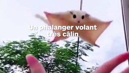 Ce phalanger volant trop mignon est très câlin